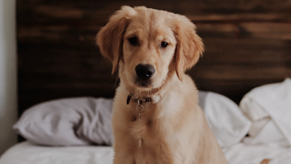 Featured Breed of Dog: Labrador Retriever