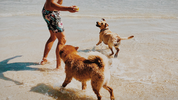 5 Hot Tips for Summer Pet Care