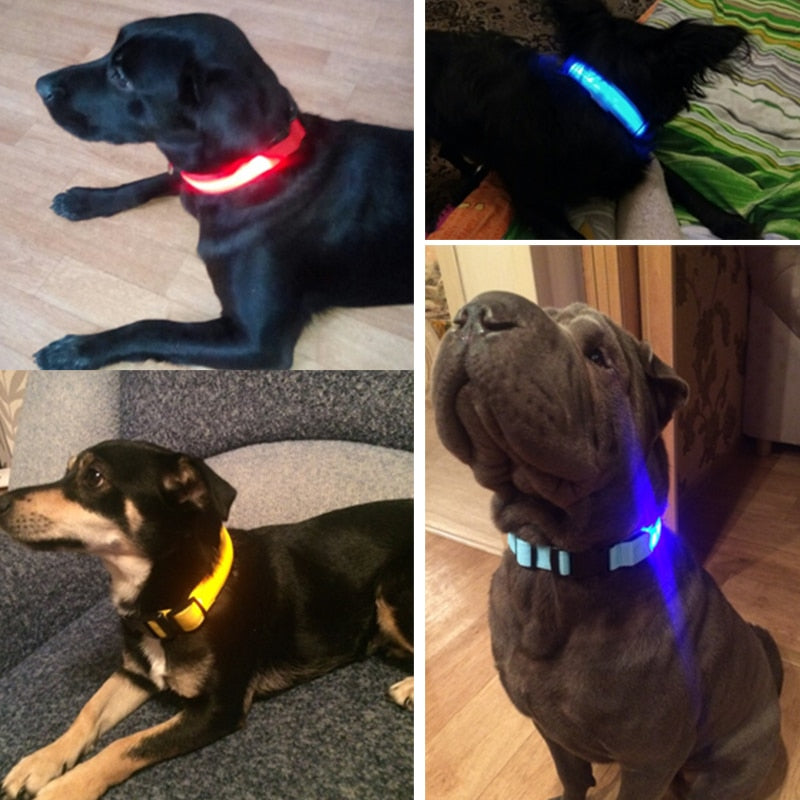 Night Safety LED Pet Collar - BougiePets